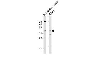 All lanes : Anti-ANGPTL4 Antibody (Center) at 1:1000 dilution Lane 1: human skeletal muscle lysate Lane 2: human liver lysate Lysates/proteins at 20 μg per lane. (ANGPTL4 antibody  (AA 138-167))
