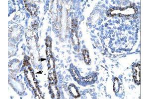 Image no. 1 for anti-TAF7 RNA Polymerase II, TATA Box Binding Protein (TBP)-Associated Factor, 55kDa (TAF7) (N-Term) antibody (ABIN202307) (TAF7 antibody  (N-Term))