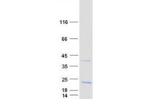 Validation with Western Blot (PRAF2 Protein (Myc-DYKDDDDK Tag))