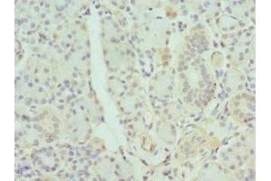 Immunohistochemistry of paraffin-embedded human pancreatic tissue using ABIN7154645 at dilution of 1:100 (GDA antibody  (AA 165-454))