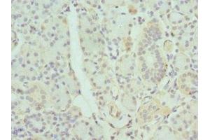 Immunohistochemistry of paraffin-embedded human pancreatic tissue using ABIN7154645 at dilution of 1:100