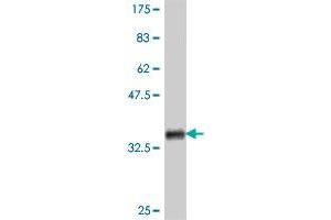 Western Blot detection against Immunogen (35. (NRF1 antibody  (AA 201-285))