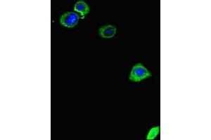 Immunofluorescent analysis of HepG2 cells using ABIN7150406 at dilution of 1:100 and Alexa Fluor 488-congugated AffiniPure Goat Anti-Rabbit IgG(H+L)