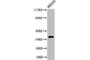 Western Blot analysis of 293 cells using Cleaved-MMP-23 (Y79) Polyclonal Antibody (MMP23A antibody  (Cleaved-Tyr79))