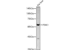 Western blot analysis of extracts of Rat liver, using PINK1 antibody (ABIN6128457, ABIN6145665, ABIN6145667 and ABIN6215214) at 1:1000 dilution. (PINK1 antibody  (AA 282-581))