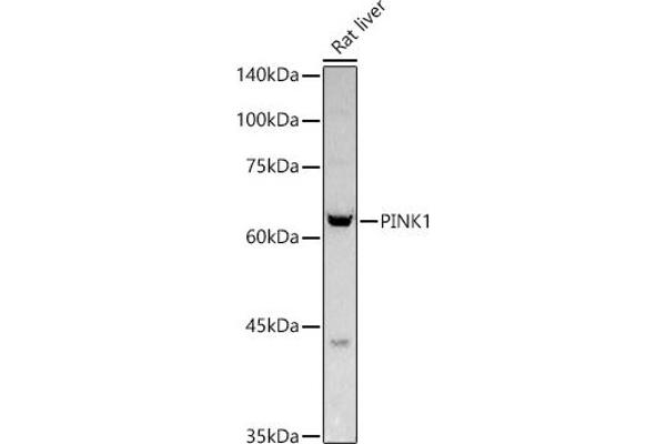PINK1 antibody  (AA 282-581)