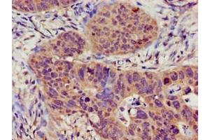 TRPC1 antibody  (AA 39-207)