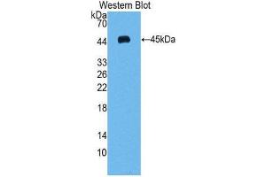 Western Blotting (WB) image for anti-Vascular Endothelial Growth Factor C (VEGFC) (AA 47-413) antibody (ABIN1078652) (VEGFC antibody  (AA 47-413))