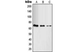 Western blot analysis of RAB11FIP4 expression in HuvEc (A), HeLa (B), HT29 (C) whole cell lysates.