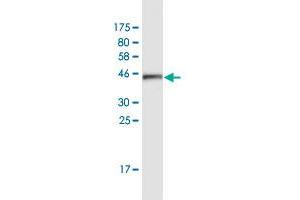 Western Blot detection against Immunogen (42. (ATXN7L1 antibody  (AA 1-146))