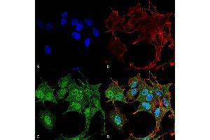 Immunocytochemistry/Immunofluorescence analysis using Rabbit Anti-ATG4B Polyclonal Antibody . (ATG4B antibody  (AA 94-106) (FITC))