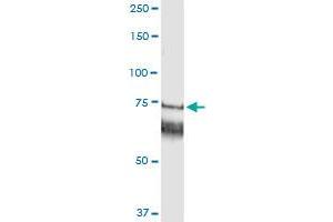 Immunoprecipitation of GARS transfected lysate using anti-GARS MaxPab rabbit polyclonal antibody and Protein A Magnetic Bead , and immunoblotted with GARS purified MaxPab mouse polyclonal antibody (B01P) . (GARS antibody  (AA 1-685))