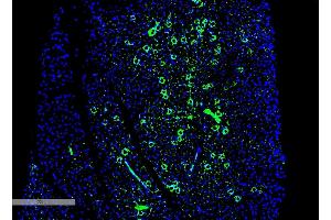 Immunohistochemistry analysis using Mouse Anti-Parvalbumin Monoclonal Antibody, Clone C12 (ABIN6951993). (PVALB antibody)