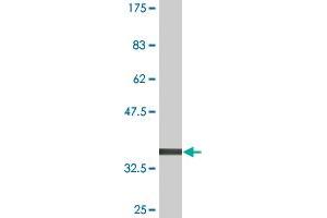 Western Blot detection against Immunogen (36. (BLZF1 antibody  (AA 301-400))