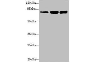 Western blot All lanes: GMPS antibody at 2. (GMP Synthase antibody  (AA 394-693))