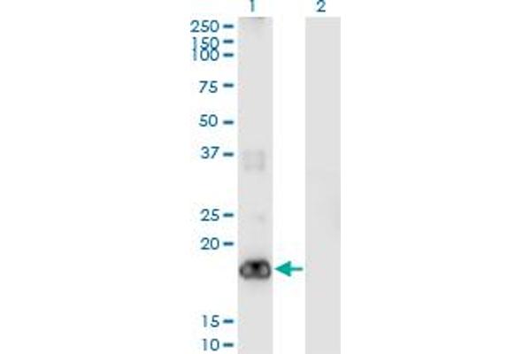 PIGH antibody  (AA 89-188)