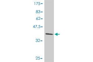 Western Blot detection against Immunogen (37. (p300 antibody  (AA 731-830))