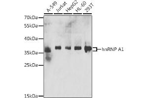 Western blot analysis of extracts of various cell lines, using hnRNP  antibody (ABIN6128029, ABIN6141896, ABIN6141899 and ABIN6223388) at 1:200 dilution. (HNRNPA1 antibody  (AA 1-372))