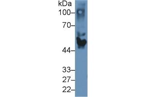 Western Blotting (WB) image for anti-Apolipoprotein H (Beta-2-Glycoprotein I) (APOH) (AA 21-345) antibody (ABIN7431608)