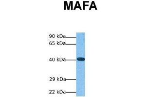 Host:  Rabbit  Target Name:  MAFA  Sample Tissue:  Human HCT116  Antibody Dilution:  1. (MAFA antibody  (N-Term))
