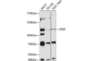 Western blot analysis of extracts of various cell lines, using DIS3 antibody (ABIN6131844, ABIN6139631, ABIN6139632 and ABIN6224049) at 1:1000 dilution. (DIS3 antibody  (AA 1-280))