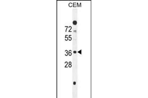 SFR1 antibody  (N-Term)