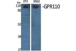 Western Blotting (WB) image for anti-G Protein-Coupled Receptor 110 (GPR110) (C-Term) antibody (ABIN3184835) (G Protein-Coupled Receptor 110 antibody  (C-Term))