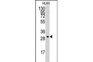 Western blot analysis of anti-CCNC Antibody (C-term) (ABIN392297 and ABIN2841953) in HL60 cell line lysates (35 μg/lane). (Cyclin C antibody  (C-Term))