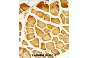 Formalin-fixed and paraffin-embedded human skeletal muscle reacted with COX4I1 Antibody (N-term), which was peroxidase-conjugated to the secondary antibody, followed by DAB staining. (COX IV antibody  (N-Term))