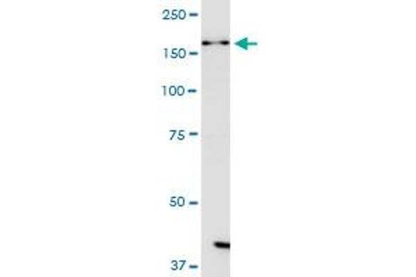 DHX38 antibody  (AA 342-450)