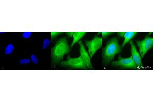 Immunocytochemistry/Immunofluorescence analysis using Rabbit Anti-HO-1 Polyclonal Antibody .