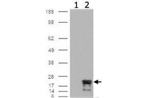 Western blot analysis of BIRC5 on cells that were transfected with the pCMV6-ENTRY control (1) or pCMV6-ENTRY BIRC5 cDNA for 48 hrs and lysed (2) using BIRC5 monoclonal antibody, clone 60.