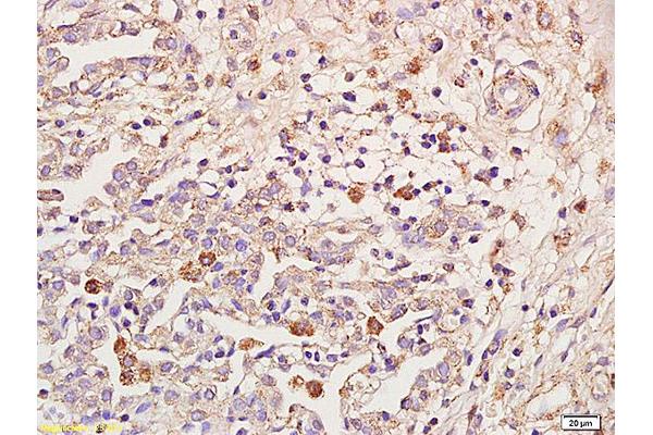 IL18RAP antibody  (AA 15-120)