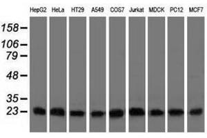 Image no. 2 for anti-ClpP Caseinolytic Peptidase, ATP-Dependent, Proteolytic Subunit Homolog (E. Coli) (CLPP) antibody (ABIN1497536) (CLPP antibody)