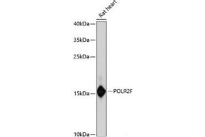 Western blot analysis of extracts of Rat heart using POLR2F Polyclonal Antibody at dilution of 1:3000. (POLR2F antibody)