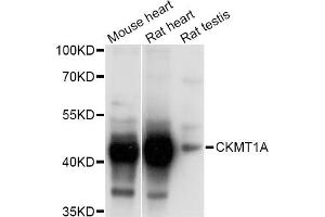 Western blot analysis of extracts of various cell lines, using CKMT1A Antibody (ABIN1871875) at 1:1000 dilution. (CKMT1A antibody)