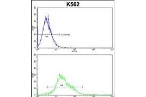 PTK2 Antibody (C-term) (ABIN652554 and ABIN2842372) flow cytometric analysis of k562 cells (bottom histogram) compared to a negative control cell (top histogram). (FAK antibody  (C-Term))