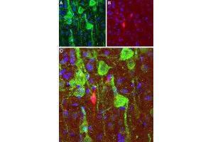 Expression of DRD1 in rat cortexImmunohistochemical staining of perfusion-fixed frozen brain sections with Anti-D1 Dopamine Receptor Antibody (ABIN7043105, ABIN7044227 and ABIN7044228), (1:100), (green).