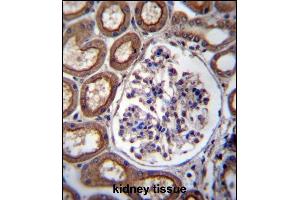 PLS1 Antibody (C-term) (ABIN657071 and ABIN2846234) immunohistochemistry analysis in formalin fixed and paraffin embedded human kidney tissue followed by peroxidase conjugation of the secondary antibody and DAB staining. (PLS1 antibody  (C-Term))