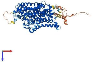 SLC6A7 Protein (AA 1-636) (His tag)