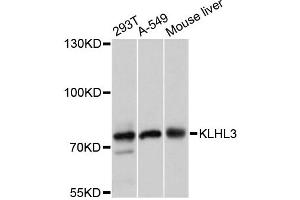 Western blot analysis of extracts of various cell lines, using KLHL3 antibody (ABIN6293045) at 1:3000 dilution.