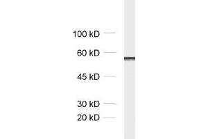 dilution: 1 : 1000, sample: mouse brain homogenate (Secernin 1 antibody)