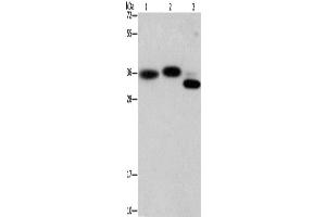 Western Blotting (WB) image for anti-Capping Protein (Actin Filament) Muscle Z-Line, alpha 2 (CAPZA2) antibody (ABIN2423051)