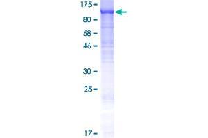 Family with Sequence Similarity 115, Member A (FAM115A) (AA 1-921) protein (GST tag)