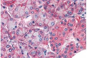 Human Pancreas (formalin-fixed, paraffin-embedded) stained with CLDN14 antibody ABIN337255 at 5 ug/ml followed by biotinylated anti-goat IgG secondary antibody ABIN481715, alkaline phosphatase-streptavidin and chromogen. (CLDN14 antibody  (AA 227-239))