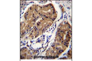 DCC Antibody (Center) (ABIN656268 and ABIN2845581) immunohistochemistry analysis in formalin fixed and paraffin embedded human stomach tissue followed by peroxidase conjugation of the secondary antibody and DAB staining. (DCC antibody  (AA 643-670))
