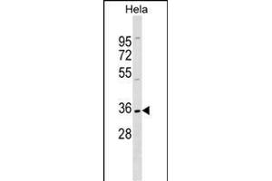 ELOVL1 Antibody (N-term) (ABIN1538842 and ABIN2849424) western blot analysis in Hela cell line lysates (35 μg/lane). (ELOVL1 antibody  (N-Term))