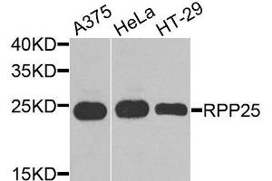 Western blot analysis of extracts of various cell lines, using RPP25 antibody (ABIN6003681) at 1/1000 dilution. (RPP25 antibody)