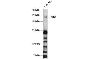 Western blot analysis of extracts of U-87MG cells, using TLN1 antibody (ABIN1683044, ABIN3018627, ABIN3018628 and ABIN6220520) at 1:1000 dilution. (TLN1 antibody  (AA 1-220))