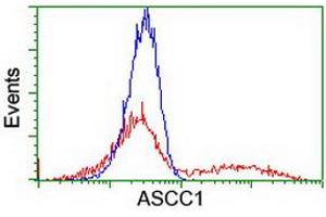 HEK293T cells transfected with either RC201872 overexpress plasmid (Red) or empty vector control plasmid (Blue) were immunostained by anti-ASCC1 antibody (ABIN2455192), and then analyzed by flow cytometry. (ASCC1 antibody)